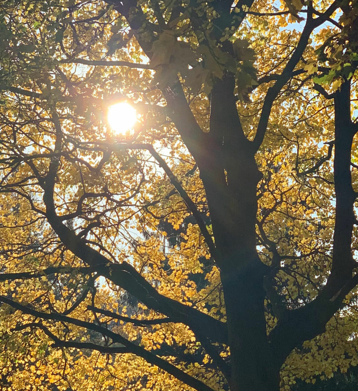 The sun poking through tree branches.