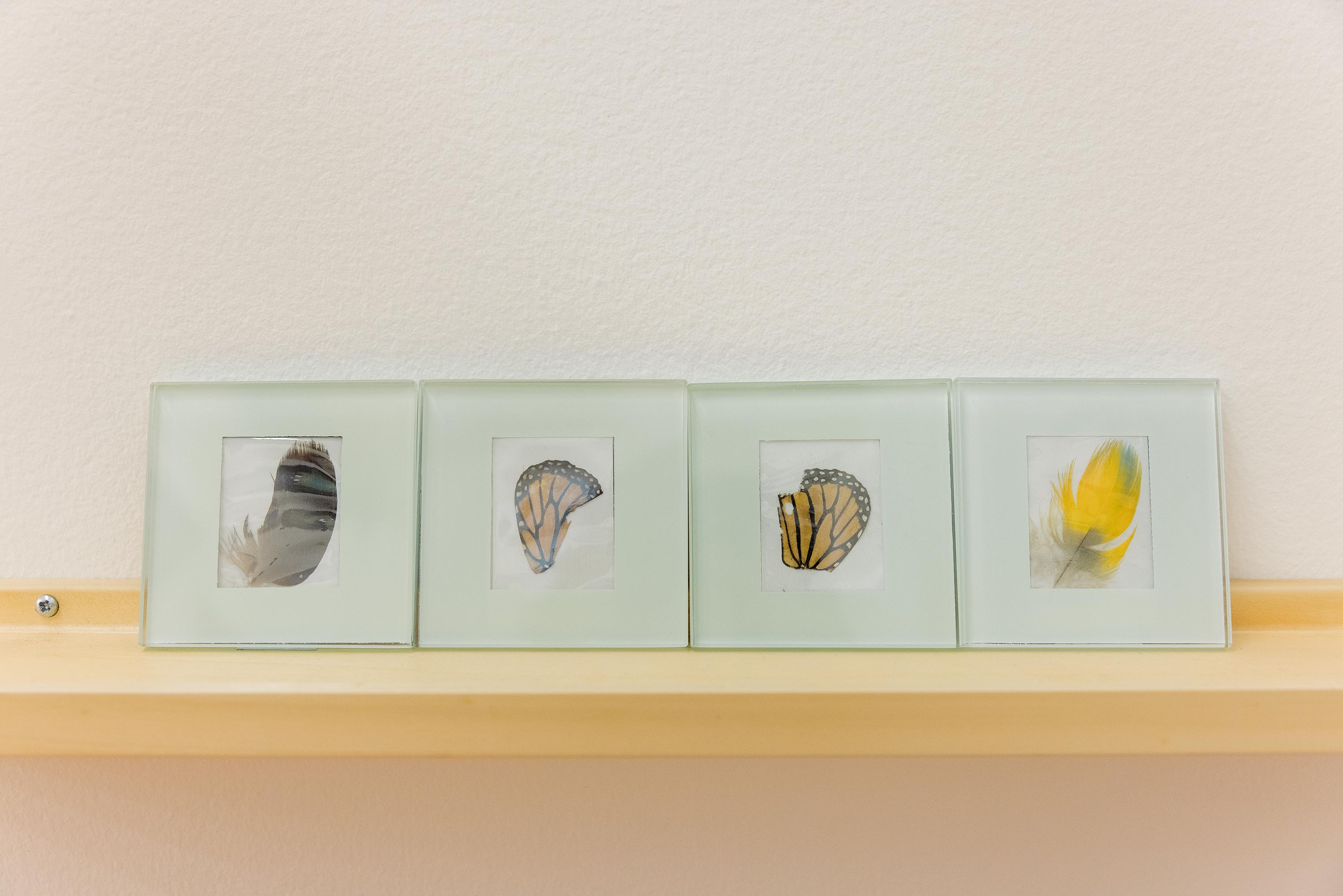 A shelf of individually-framed objects including feathers and pieces of monarch butterfly wings.